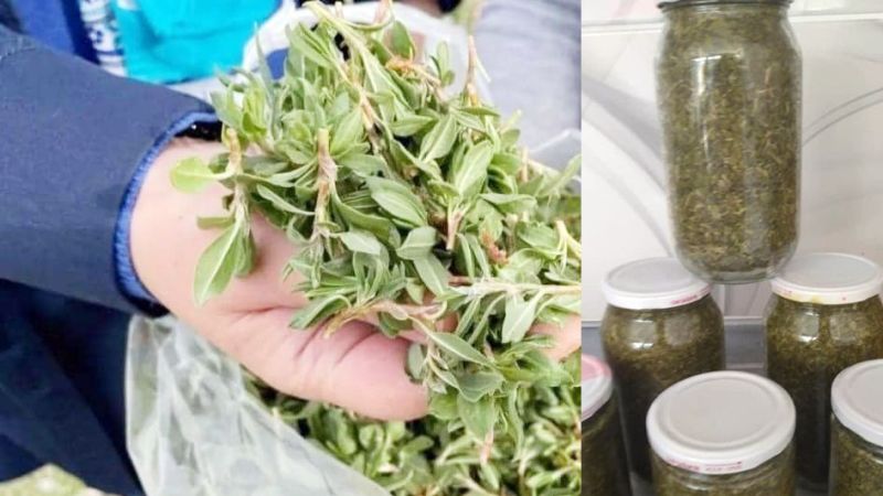 Yozgat'ta Yağış Azlığı Nedeniyle Doğal Madımak Otunun Fiyatı İki Katına Çıktı