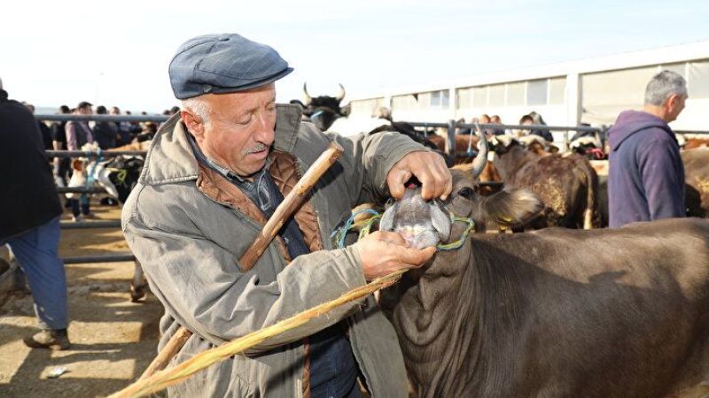 Ankara Kurbanlık Satışları Başladı: Fiyatlar 8 ile 250 Bin TL Arasında Değişiyor