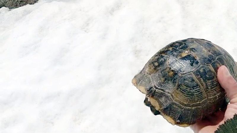 Kar üstünde sırt üstü mahsur kaldı: görenler gözlerine inanamadı
