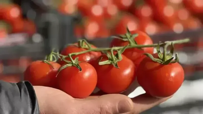 Domatesin Şaşırtıcı Faydaları: Sağlık İçin Tek Başına Bir Şifa Deposu!