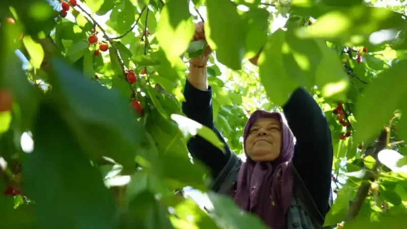 Bahçede 35, markette 199 lira!