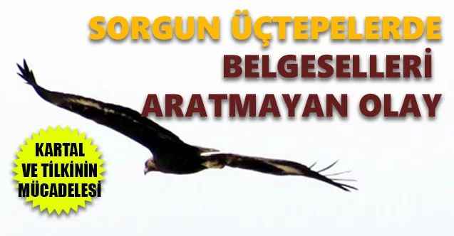 Kaya Kartalı ve Tilki'nin Mücadelesini Kazanan Taraf Neresi Oldu. Sorgun Üç Tepeler'de Belgeselleri Aratmayan Olay!