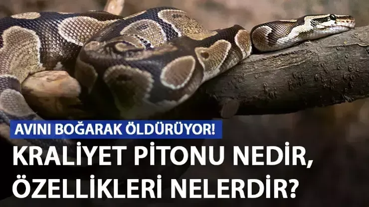 Kraliyet pitonu zehirli mi? Kraliyet pitonu nedir, özellikleri nelerdir?