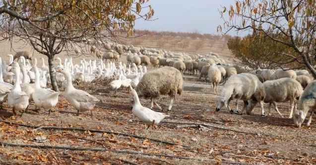 Yabancı otlarla mücadelede kaz ve koyun kullanıyorlar