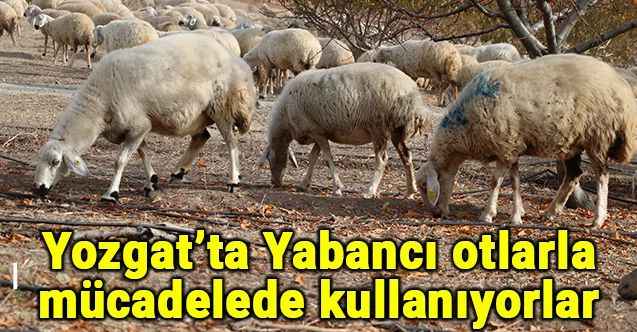 Yabancı otlarla mücadelede kaz ve koyun kullanıyorlar