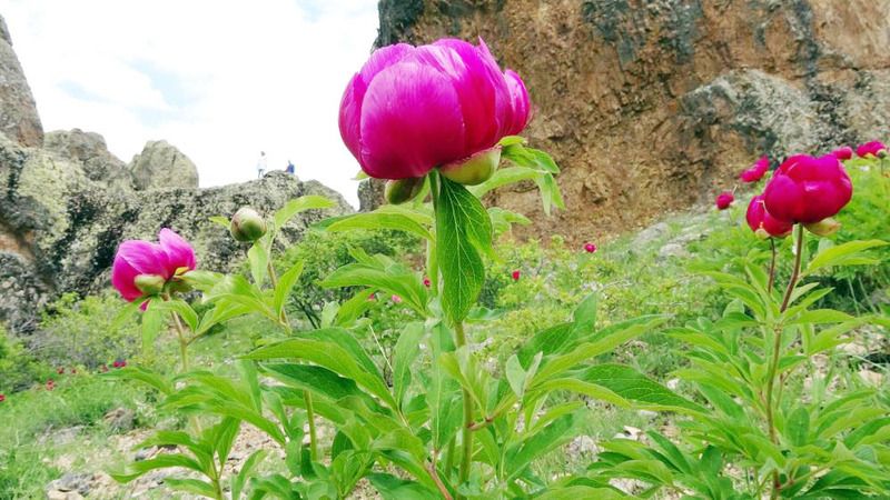 Yozgat’ta Sadece 15 Gün Sürüyor! Görenler Hayran Kalıyor!