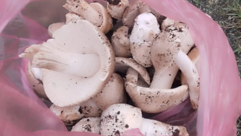 Yozgat’ta Yılın İlk Meşe Mantarları Toplanmaya Başlandı!