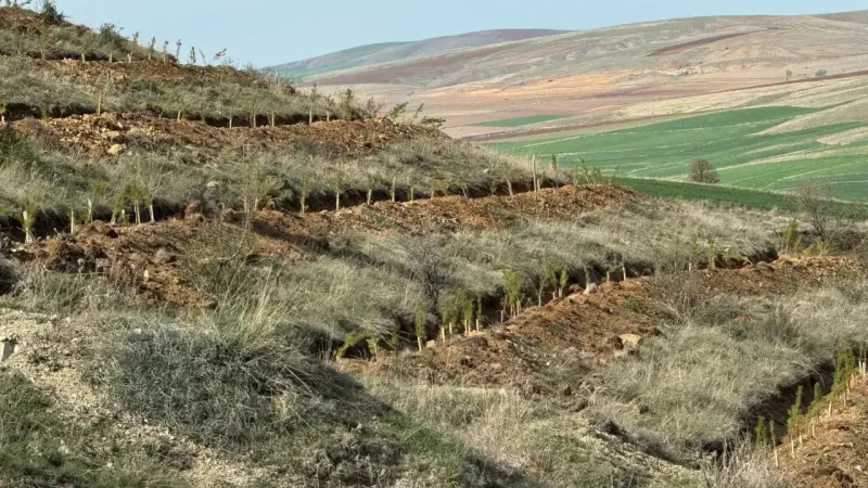 Yozgat’ın Ciğerleri Nefes Alacak! Bu Yıl 2 Milyon Fidan Dikilecek!