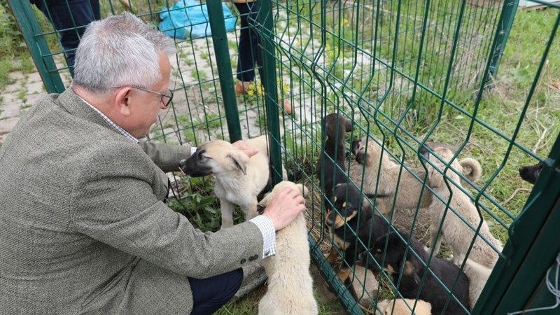 Yozgat'ta Hayvan Haklarına Büyük Adım