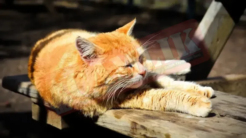 Sokak hayvanları nasıl uyutulacak, uyutulması ne demek? Canları Acır mı?