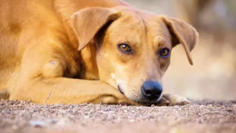 Köpeklerin Uyutulması Nasıl Yapılıyor? Köpek Uyutma Yöntemleri Neler?