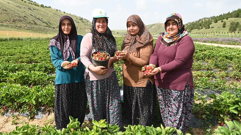 Mamakta Tarladan Sofraya Bereket Serüveni