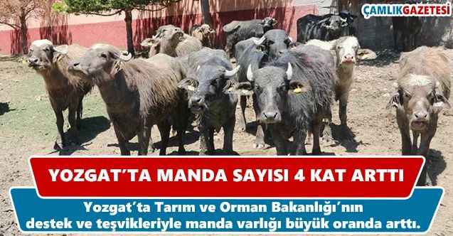 Yozgat’ta manda sayısı 4 kat arttı