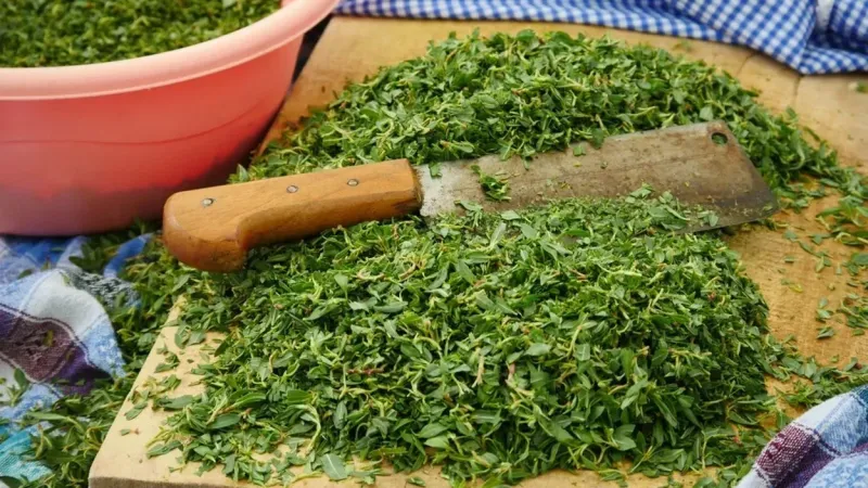 Madımak Otu Nedir? Faydaları Nelerdir, Neye İyi Gelir?