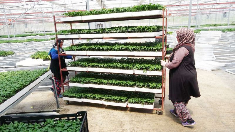 Yozgat’ta Bozkırın Ortasında Büyük Başarı: Yılda 1 milyon Fide…
