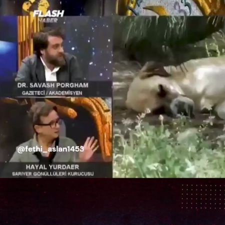 Hayal Yurdaer Kimdir, Ne Söyledi?