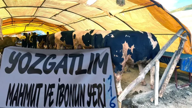 Yozgatlı Besicinin Kurbanlıkları Ankara'da Maşallah Dedirtiyor