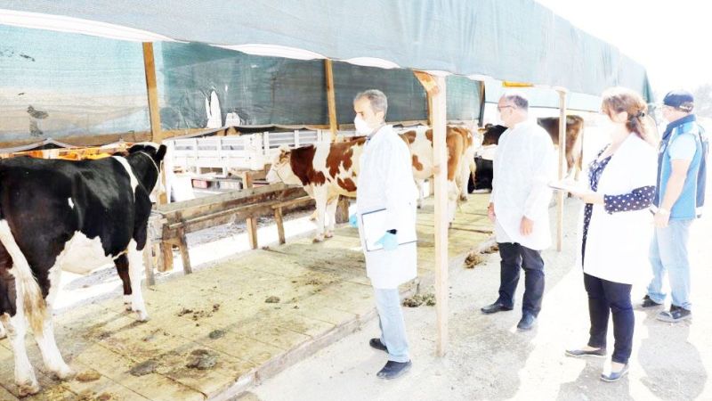 Yozgat’tan Giden Kurbanlıklar Mudanya’da Satışa Çıkıyor!