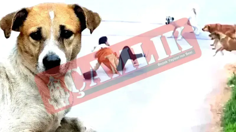 Sokak Köpekleri Uyutulacak mı? TBMM'ye Sunulan Taslak Metninde Neler Var?