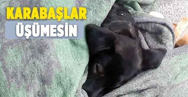 Karabaşlar Üşümesin.... Soğuk Hava En Çok Sokak Hayvanlarını Etkiliyor