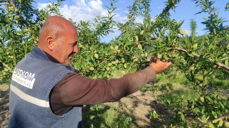 Çekerek'te Badem Bahçesiyle Hayatını Değiştiren Çiftçi
