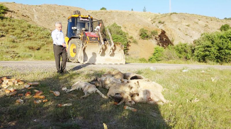 Yozgat’ta Çok Sayıda Köpek Ölü Bulundu: Başkan Arslan Olay Yerine Gitti…