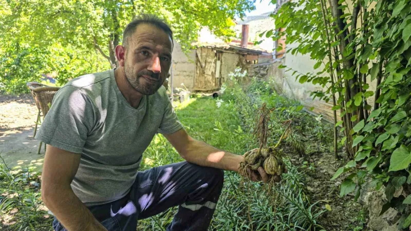 Topraktan soğanları tek tek söküp ilaçlıyor. Baba mirasi diye sahip çıktı... Tutarsa kazandırır.