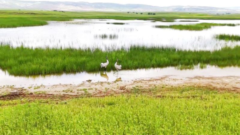 Turna, Flamingo, Kırlangıç ve Daha Fazlası! Yozgat’ta Görsel Şölen…