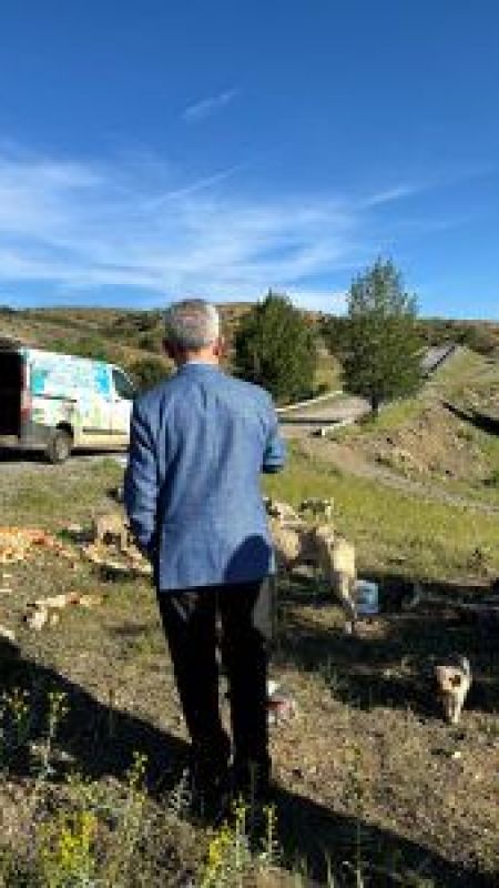 İnsanlık Dışı Vahşet: Yozgat'ta 20'nin Üzerinde Sokak Köpeği Zehirlenerek Öldürüldü