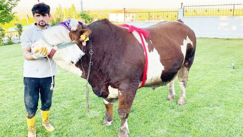 Yozgat’ta 1 Ton Ağırlığındaki Şampiyon 230 Bin Lira İle Alıcısını Bekliyor!