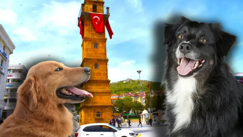 Yozgat'ta Köpekler Uyutulacak mı?