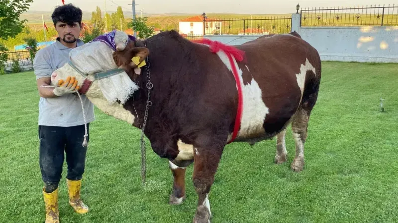 Maşallah: Yozgat'ta Devasa 'Şampiyon' Boğa Rekor Fiyatla Satışa Çıktı