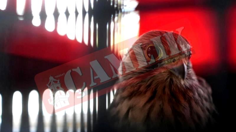 Doğan Yavrusu "Çığırtkan": Ankara Çankaya'da Filmleri Aratmayan Olay