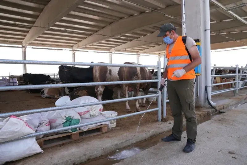 Gölbaşı Belediyesi ekipleri yaklaşan bayram öncesi Kurban Satış ve Kesim Merkezi'nde tüm hazırlıkları tamamladı.
