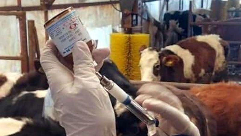5 büyükbaşta şap hastalığı tespit edildi, 10 kilometrelik alanda kurban satışı yasaklandı