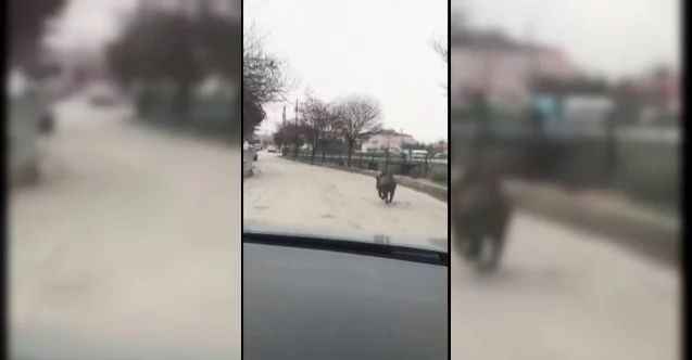 Aç kalan domuz güpegündüz ilçe merkezine indi