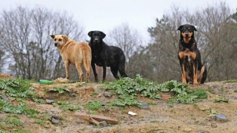 Ankara'ya Hastalık Taşıyan Köpekler mi Getirildi? Valilikten Flaş Açıklama!