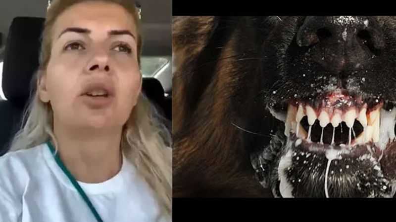 Kuduz’ Köpekleri Kaçırıp Ankara’ya Götürdüler