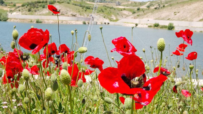 Yozgat’ın Gelincikleri Görenleri Büyüledi!