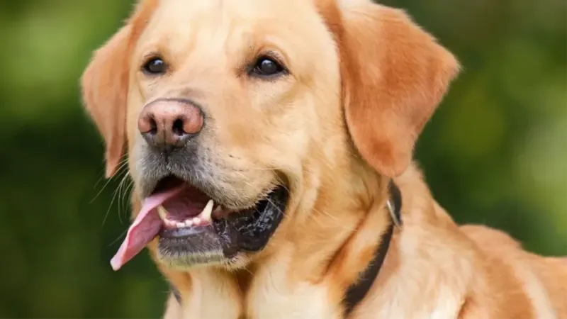 Düzenlemedeki yeni detaylar neler? Kimlere ceza kesilecek? Başıboş sokak köpekleriyle ilgili düzenlemede yeni detaylar!