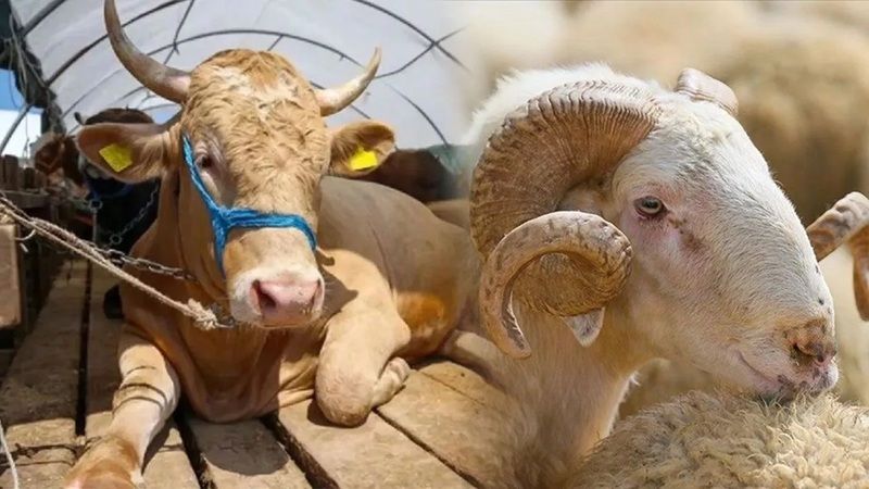 Kurban bayramında Neden kurban kesilir hikayesi nedir?