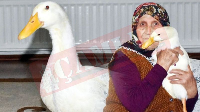 Yozgatlı Canan Teyze'nin yalnızlığını alan dost! Ne kedi, ne köpek...