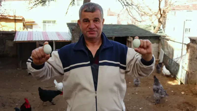 Şili’nin Mavi Mucizesi Yozgat’ta! Bu Tavukların Tanesi 500 Lira, Yumurtası 20 Lira!