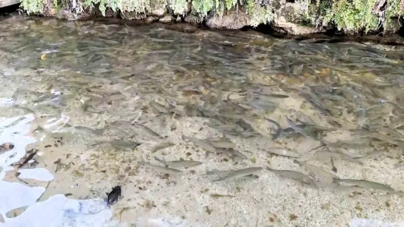 Türkiye şelalelerinin gerdanlığı Deniz'de. 23. doğa harikası Güney Şelalesi ziyaretçilerini bekliyor