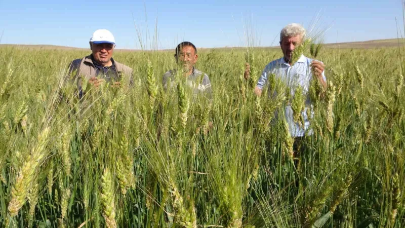 Pehlivan türünü bıraktı ata yadigarını tercih etti: Yozgat'ta insan boyunu geçti! Çiftçinin yüz güldüren hikayesi!