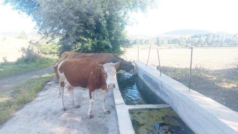 Yozgat’ta Sıcak Havadan Strese Girdiler! Yozgatlı Çobandan Örnek Hareket!