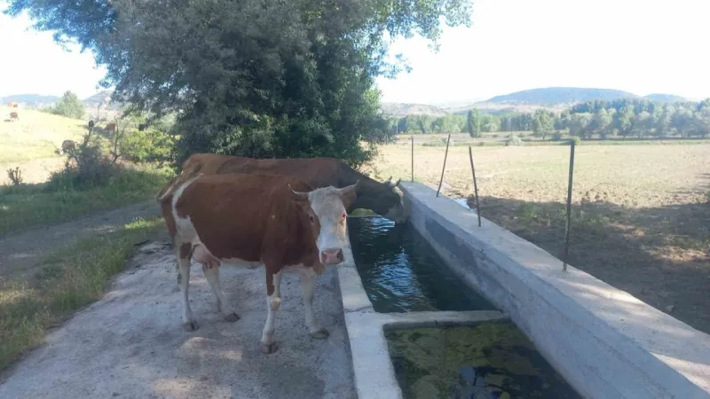 Sıcak hava Yozgat'ta stres yaptı! Merada işler karıştı... Süt verimi ilginç şekilde düştü.