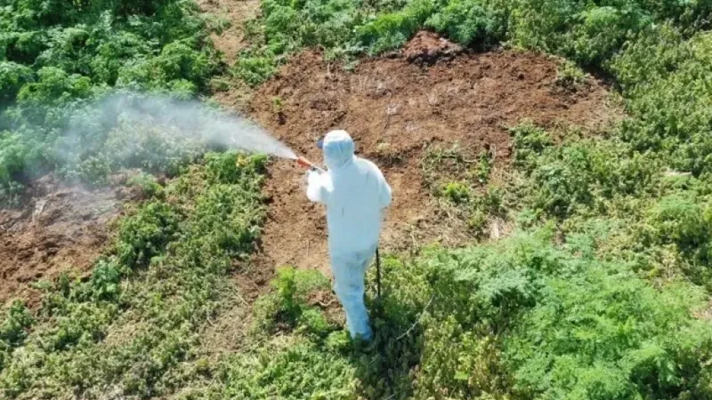 Sıcakta adeta kuduruyorlar: her an karşınıza çıkabilirler. Uzmanından unutulmayacak uyarı!