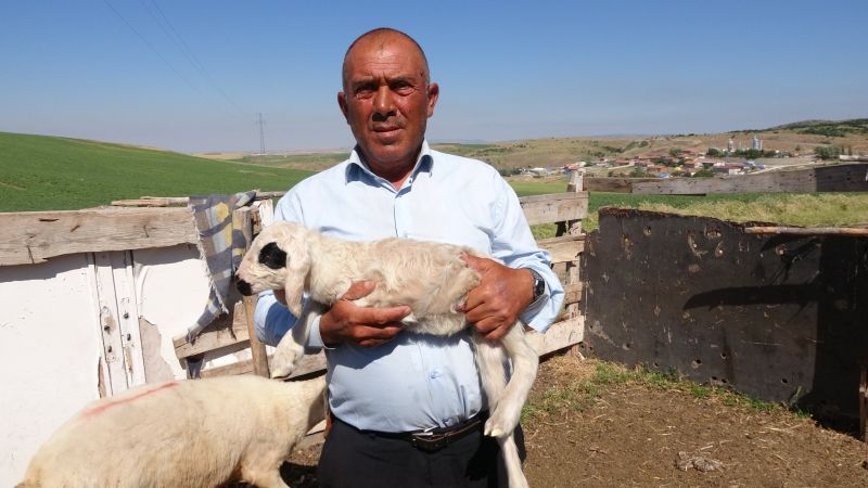 Yozgat'ta Üç Ayaklı Kuzu Görenleri Şaşırtıyor