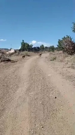 Nesilleri tükenmek üzere, bakın nerede yaşıyorlar!